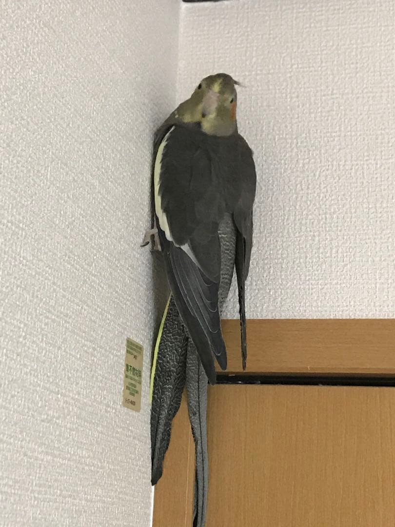 ぬまこ様確認様