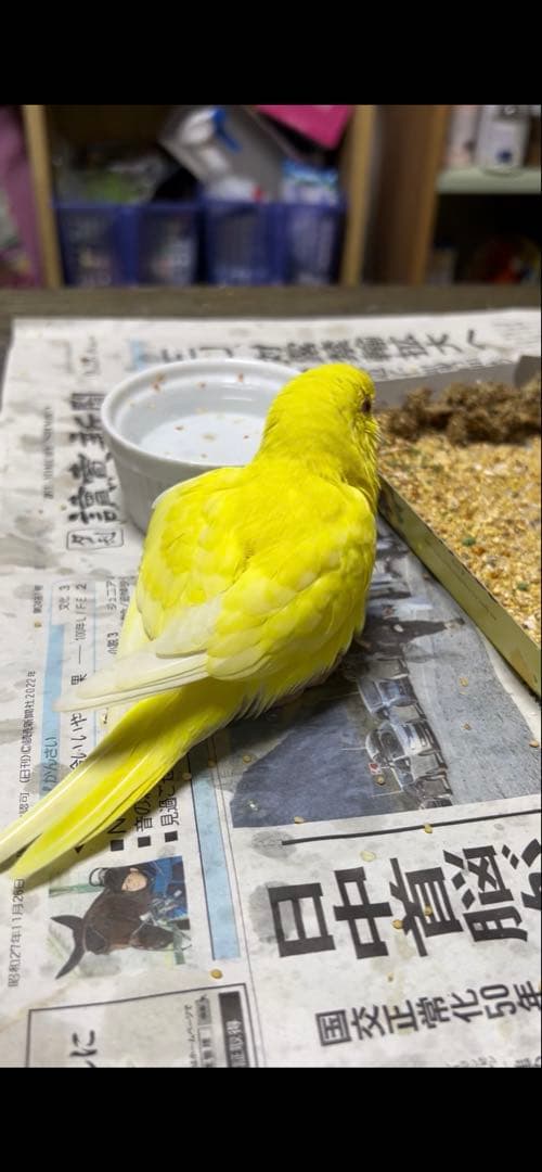 ぬまこ様確認様