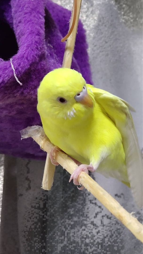 ぬまこ様確認様