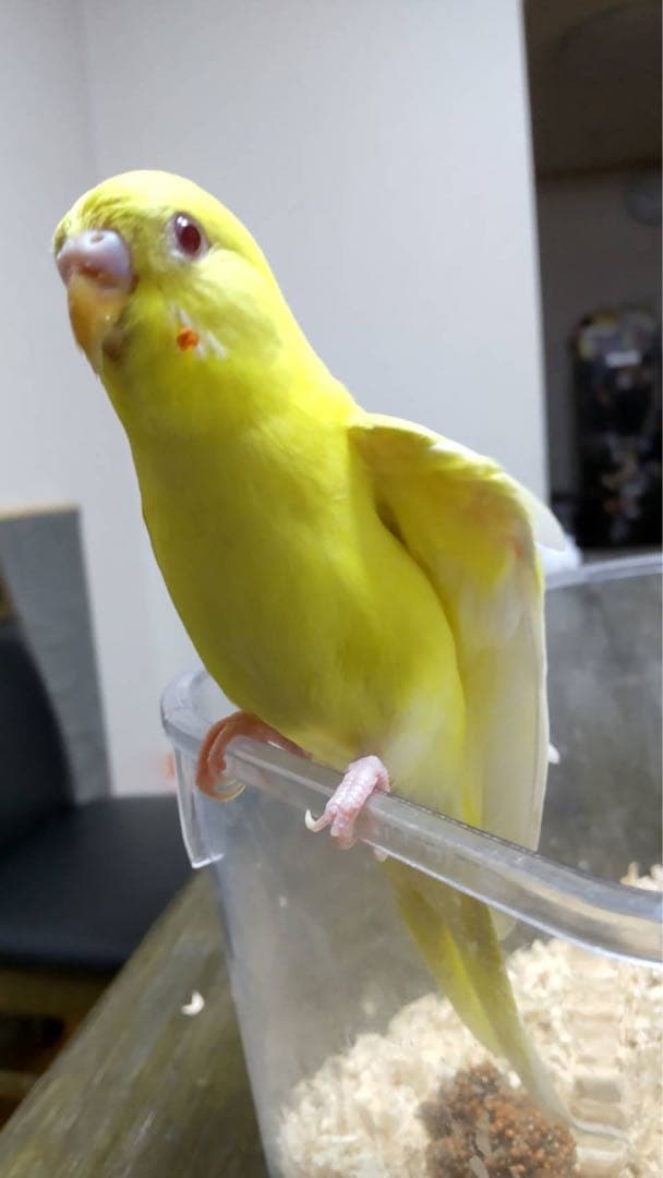 ぬまこ様確認様