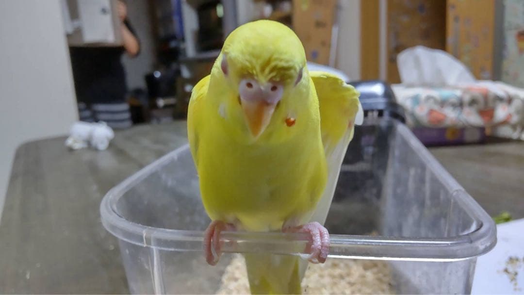 ぬまこ様確認様