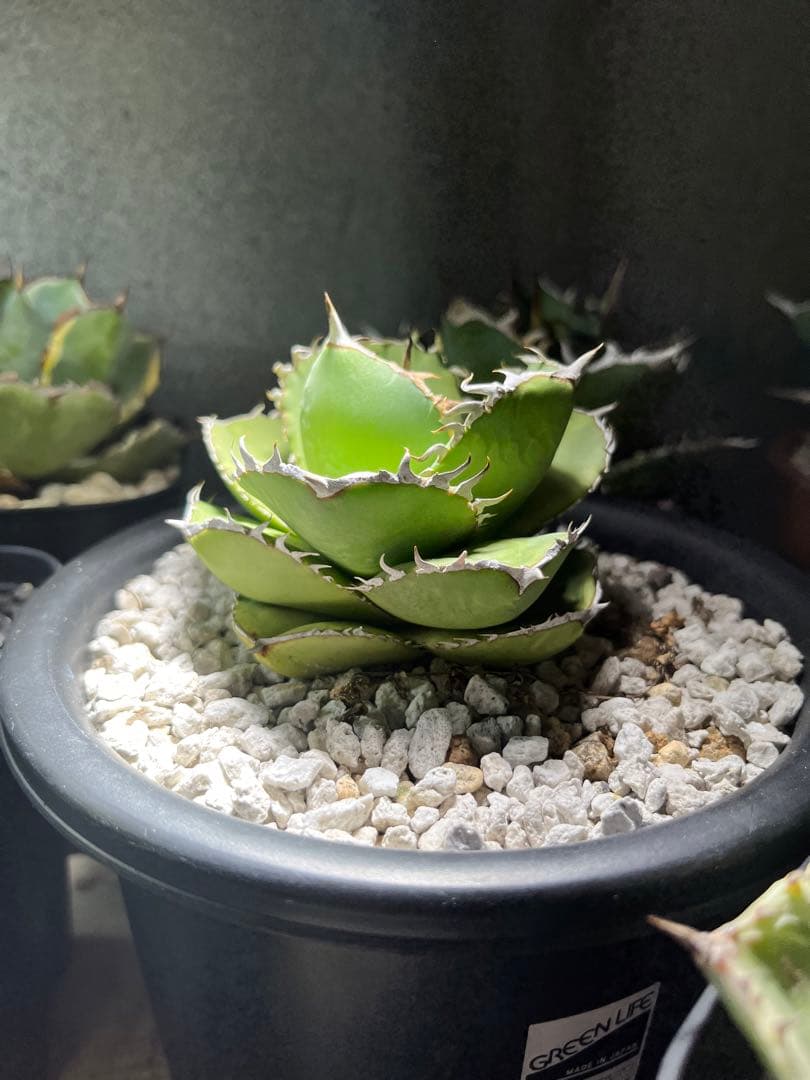 アガベ　純血ジャガーノート　破壊神