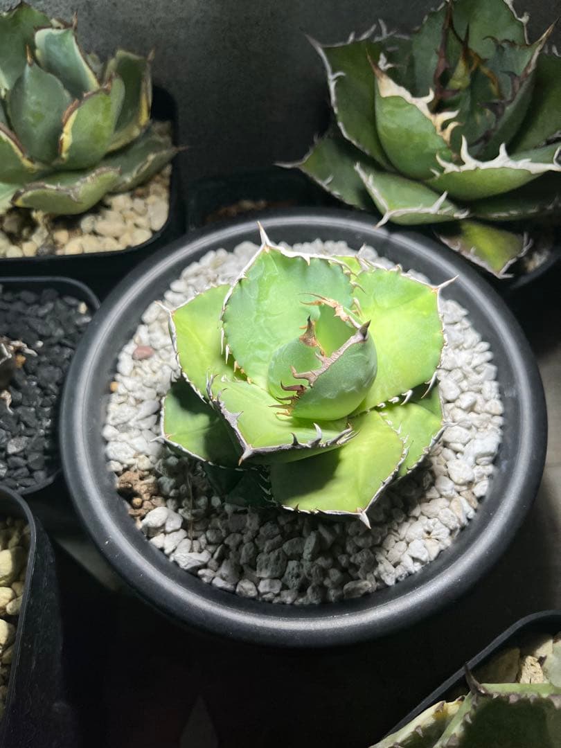 アガベ　純血ジャガーノート　破壊神