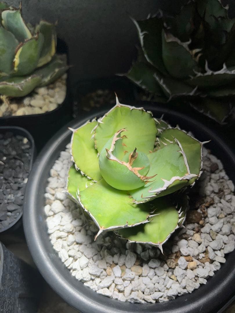 アガベ　純血ジャガーノート　破壊神