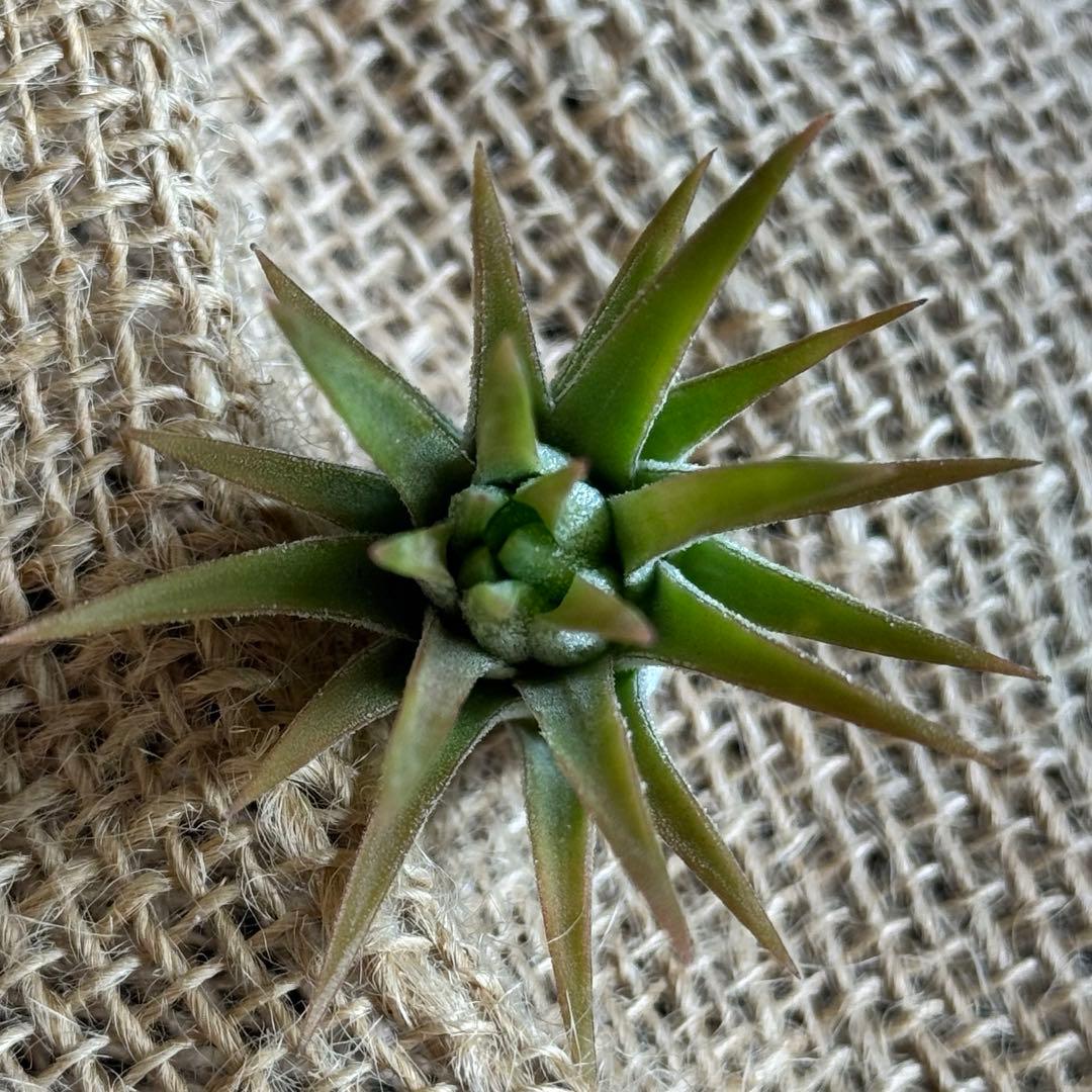 チランジア　イオナンタ　オレンジタイプ