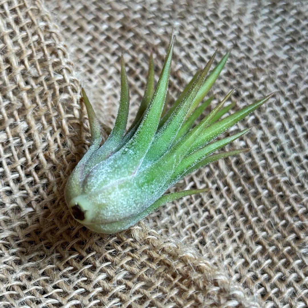 チランジア　イオナンタ　オレンジタイプ