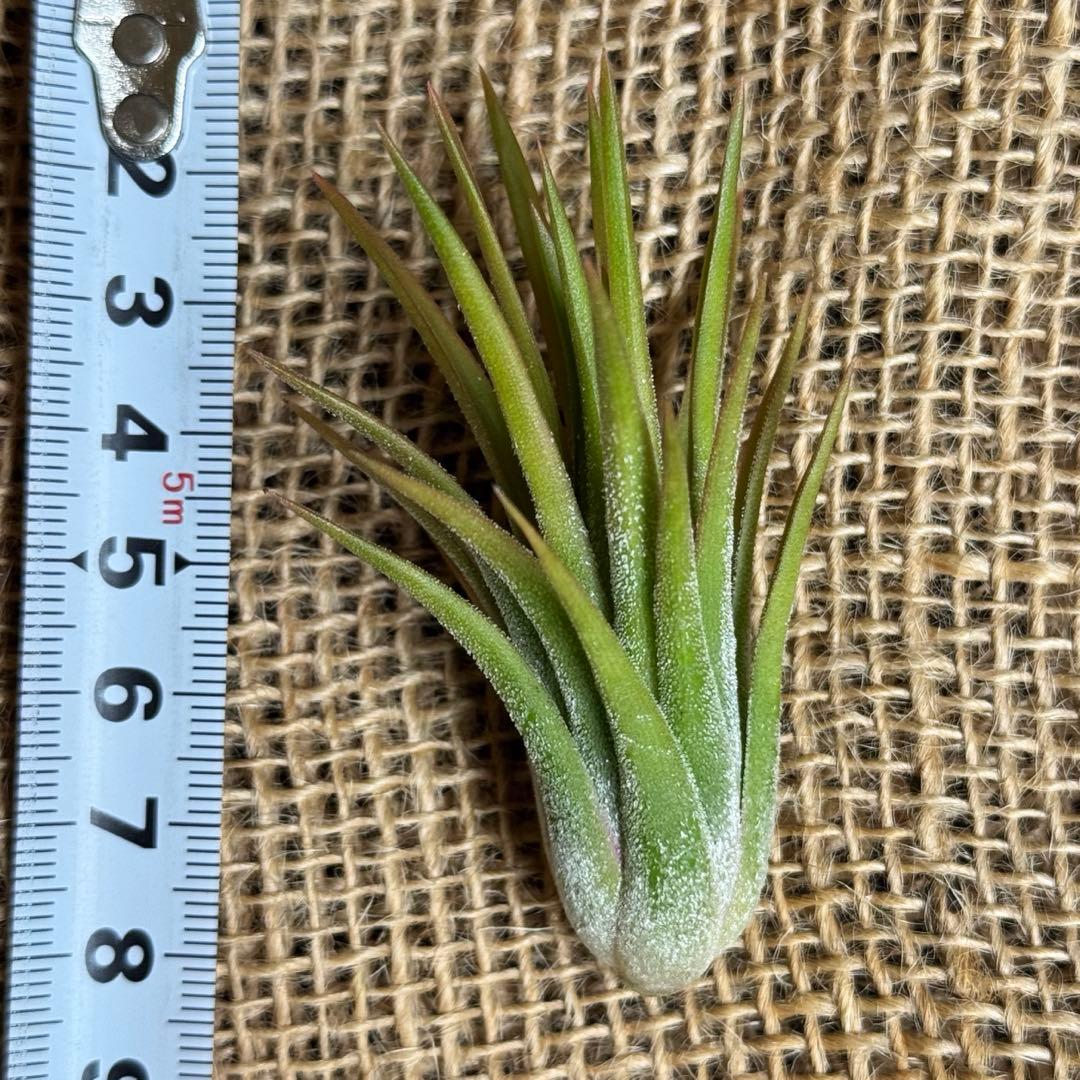 チランジア　イオナンタ　オレンジタイプ