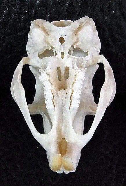 トビウサギ　Springhare　頭骨　※データ付属します