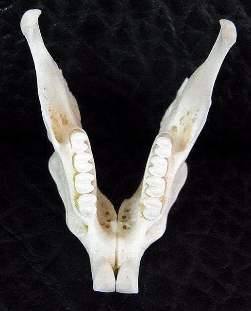 トビウサギ　Springhare　頭骨　※データ付属します