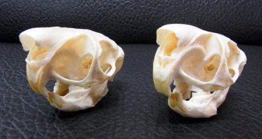 トビウサギ　Springhare　頭骨　※データ付属します