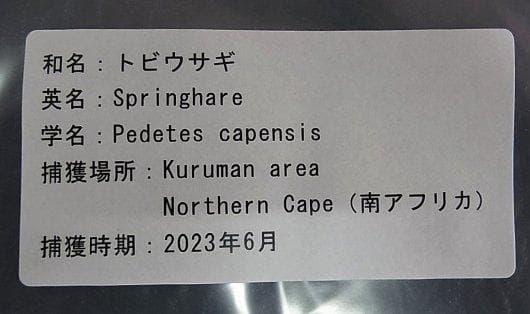トビウサギ　Springhare　頭骨　※データ付属します