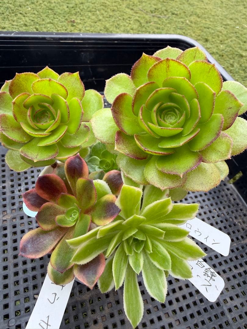 91.多肉植物アエオニウム アエオ弁当、木枝、長足、拔苗