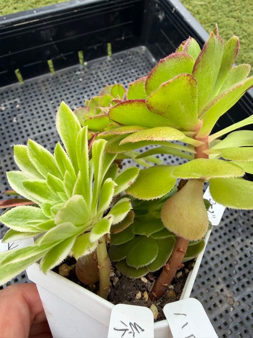 91.多肉植物アエオニウム アエオ弁当、木枝、長足、拔苗