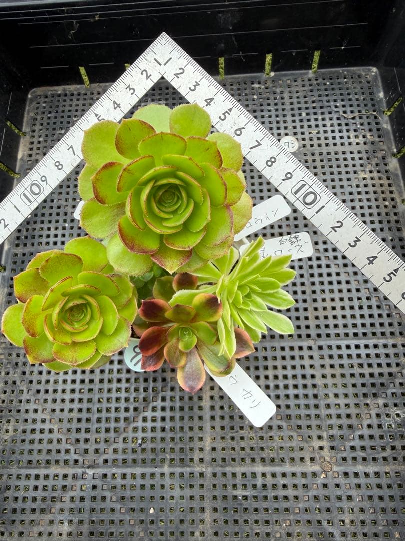 91.多肉植物アエオニウム アエオ弁当、木枝、長足、拔苗