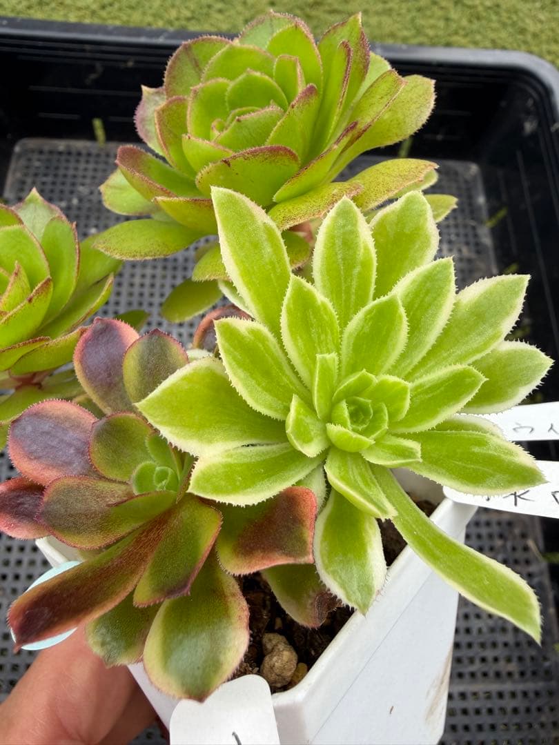 91.多肉植物アエオニウム アエオ弁当、木枝、長足、拔苗