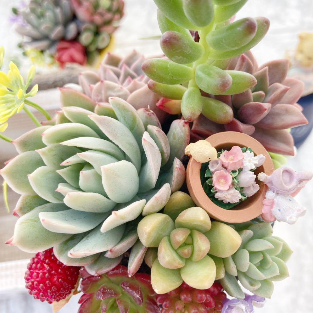 多肉植物 寄せ植え（ブラッドブリアナ）