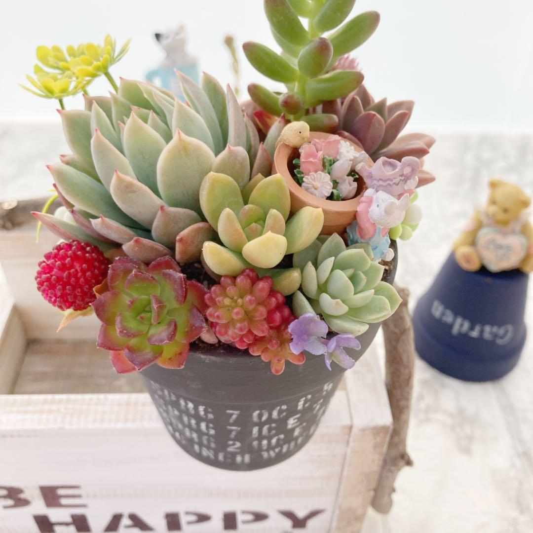 多肉植物 寄せ植え（ブラッドブリアナ）