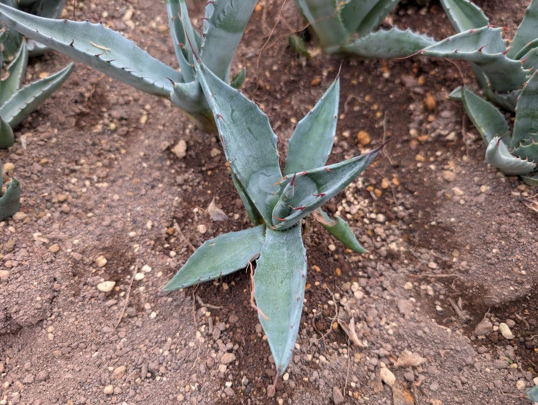 ごくうさま確認用　パラサナ　実生株