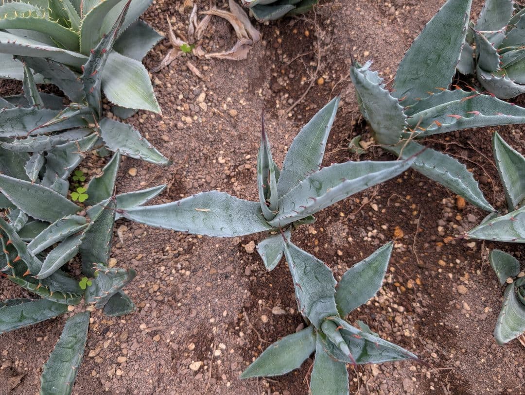 ごくうさま確認用　パラサナ　実生株