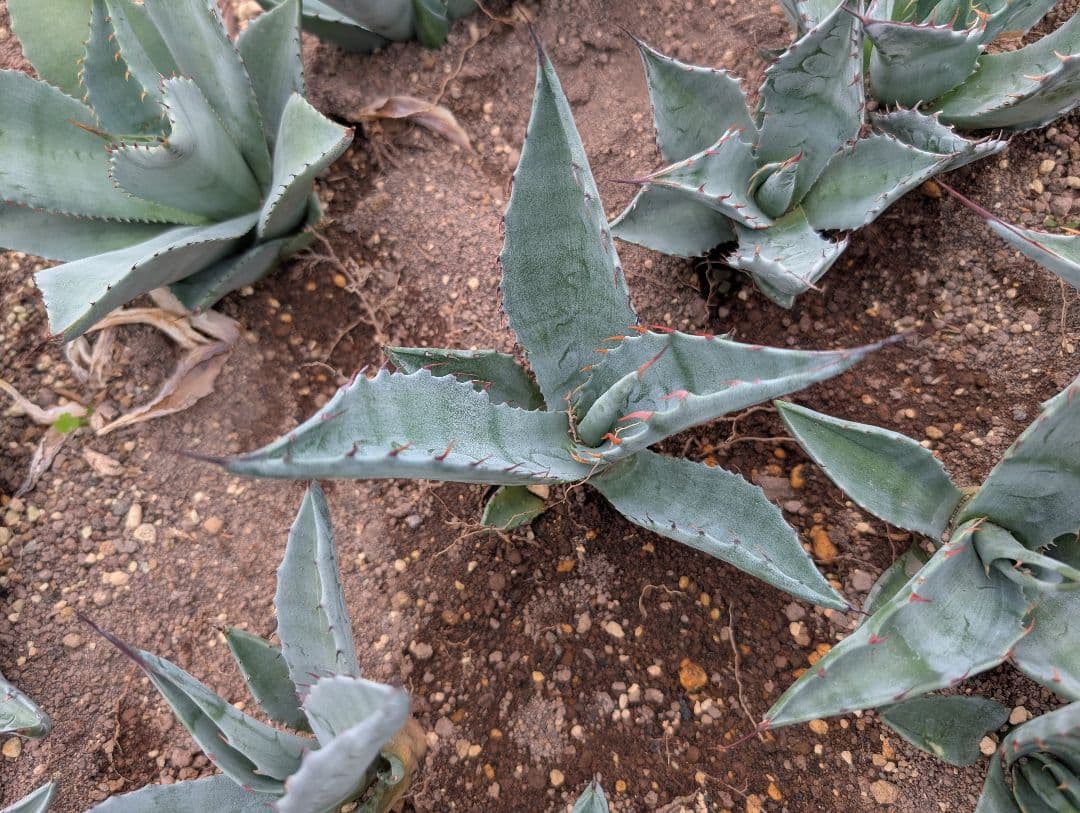 ごくうさま確認用　パラサナ　実生株