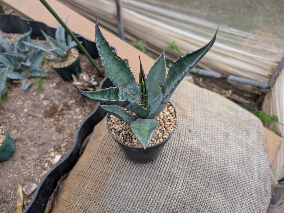 ごくうさま確認用　パラサナ　実生株