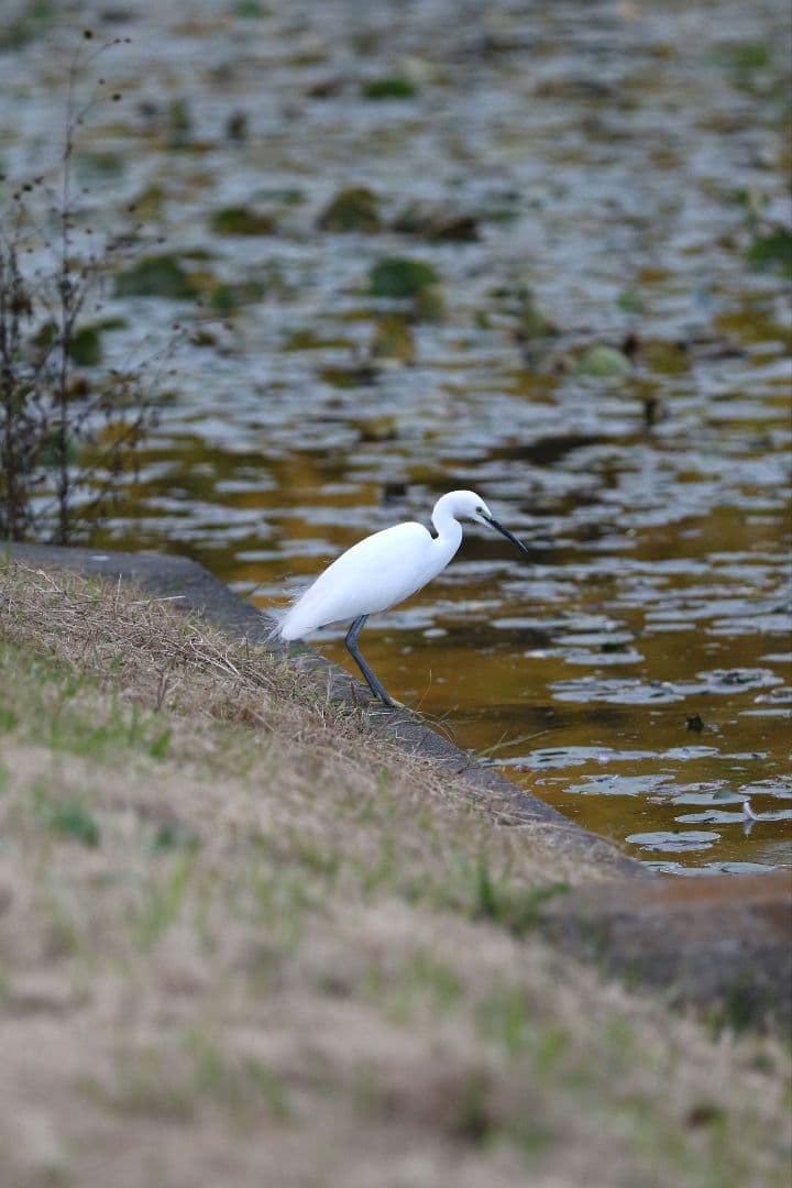 レンズ(ズーム) Canon EF 70-200mm f2.8 L IS II USM