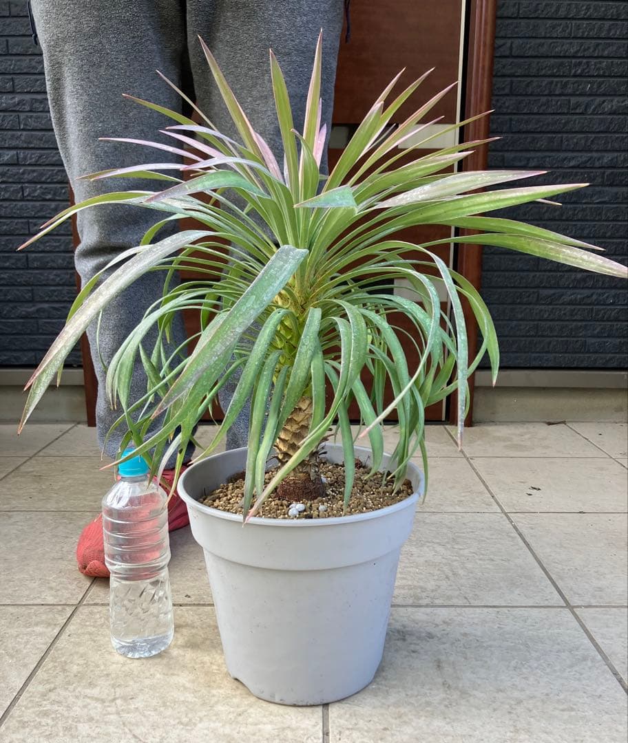 【現品】ユッカ・デスメティアーナ　８号　ＳＢ番