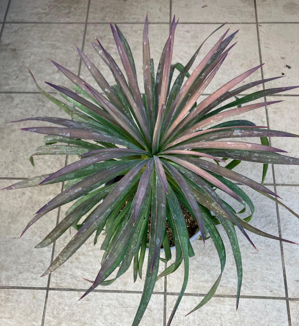 【現品】ユッカ・デスメティアーナ　８号　ＳＢ番