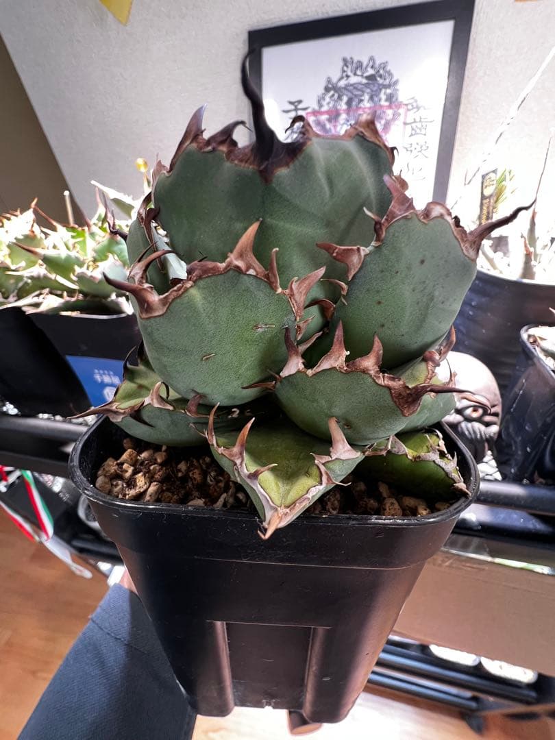 アガベ　チタノタ　黒鯨