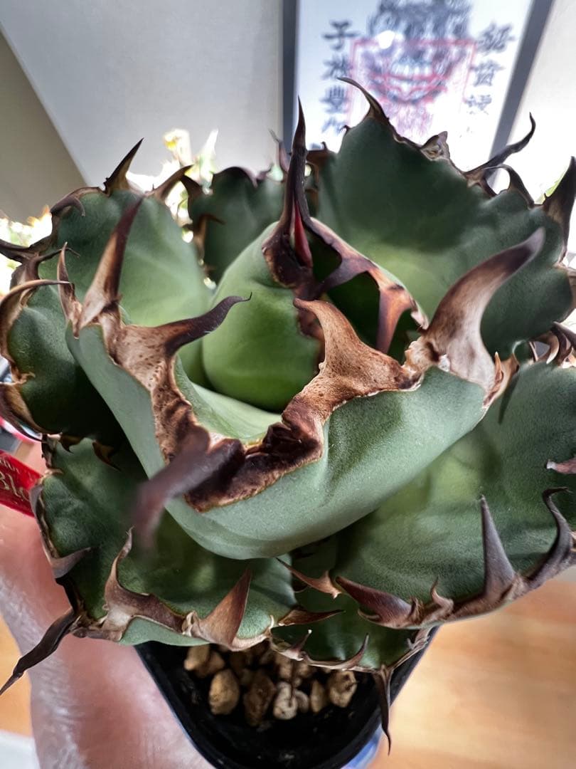 アガベ　チタノタ　黒鯨