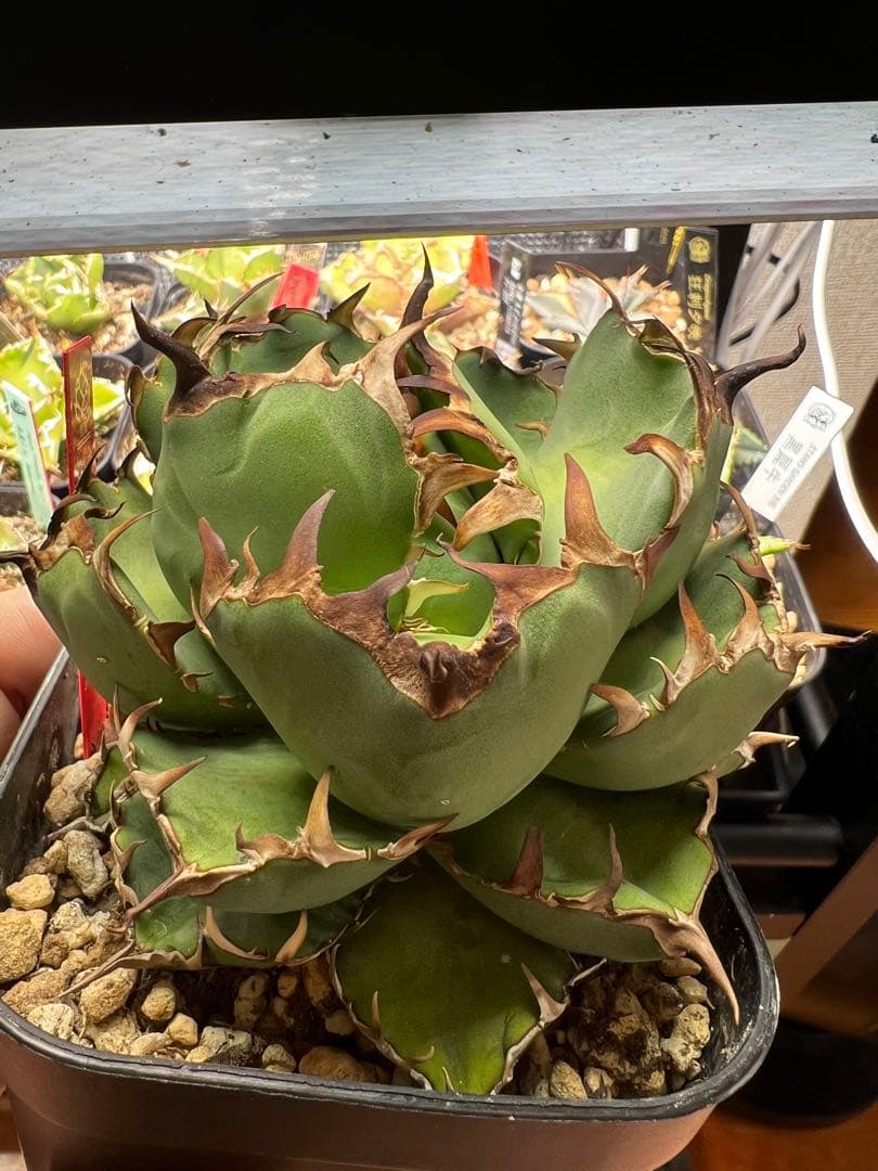 アガベ　チタノタ　黒鯨