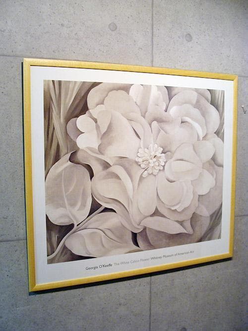 The White Calico Flower （ジョージア オキーフ)ポスター