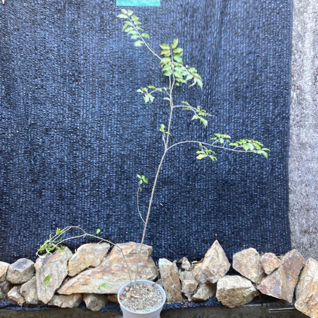 山採り　ソヨゴ　約170センチ