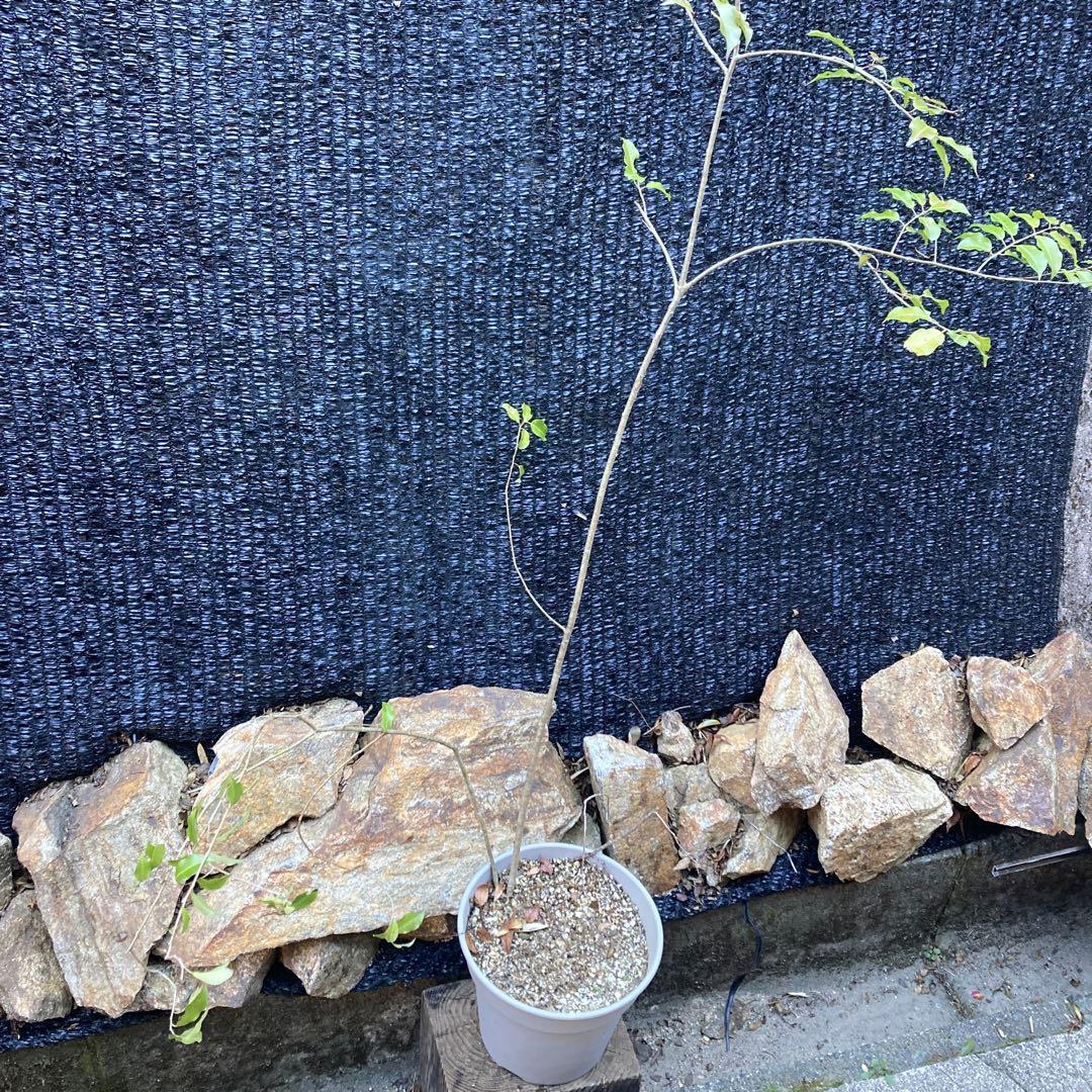 山採り　ソヨゴ　約170センチ