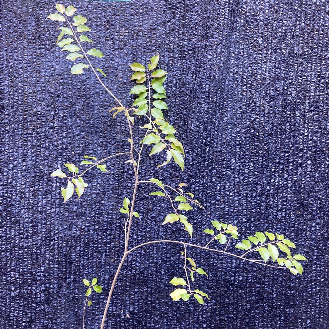 山採り　ソヨゴ　約170センチ