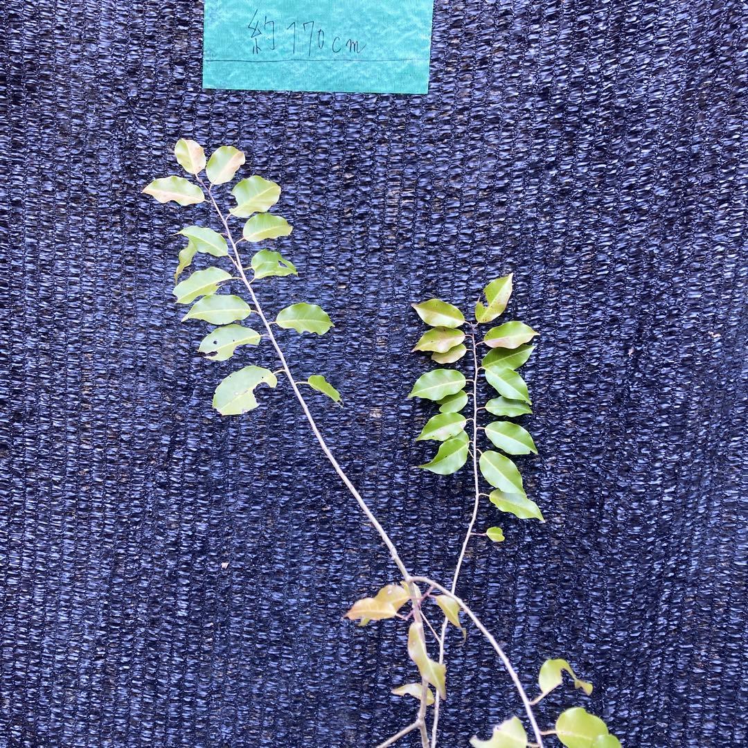 山採り　ソヨゴ　約170センチ