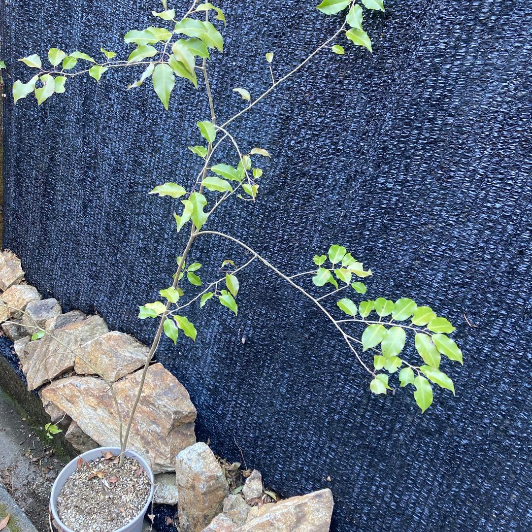 山採り　ソヨゴ　約170センチ