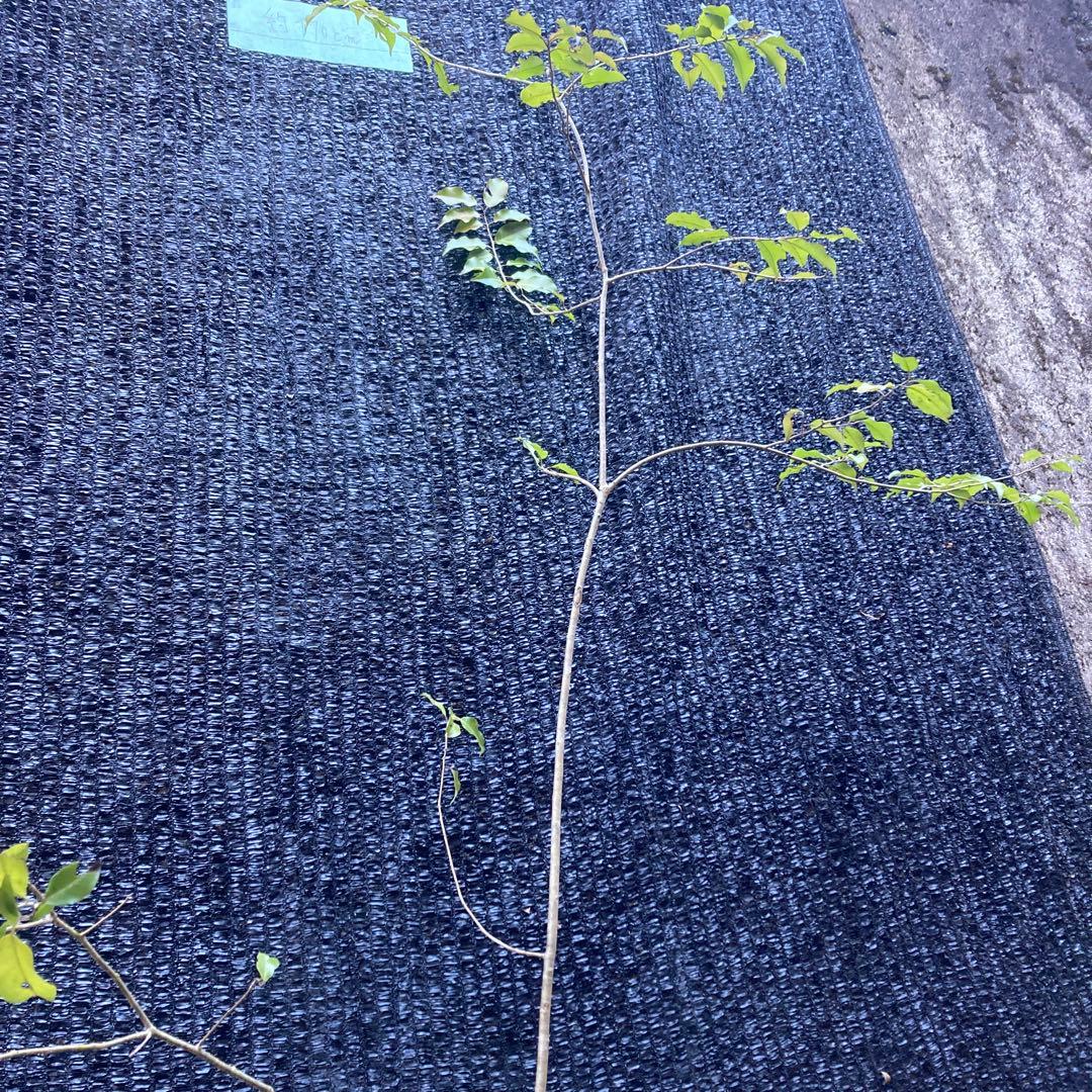 山採り　ソヨゴ　約170センチ