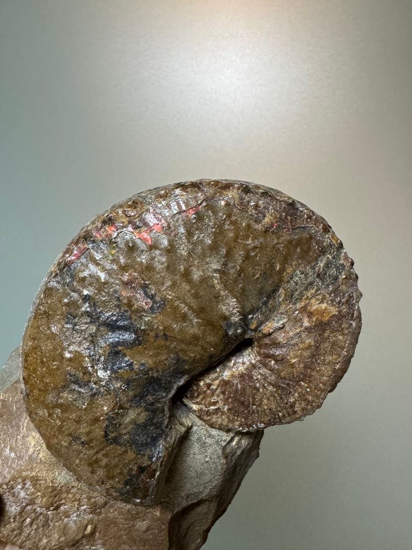 アンモナイト化石 約10cm アクリルスタンド付き