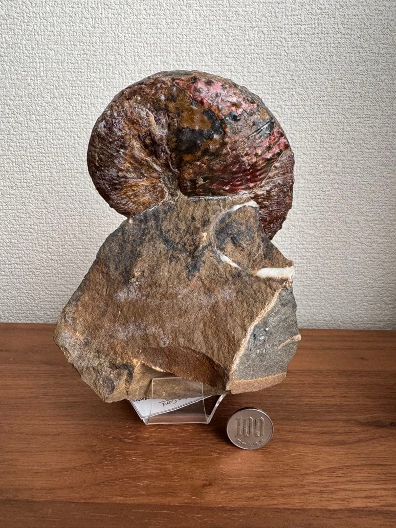 アンモナイト化石 約10cm アクリルスタンド付き