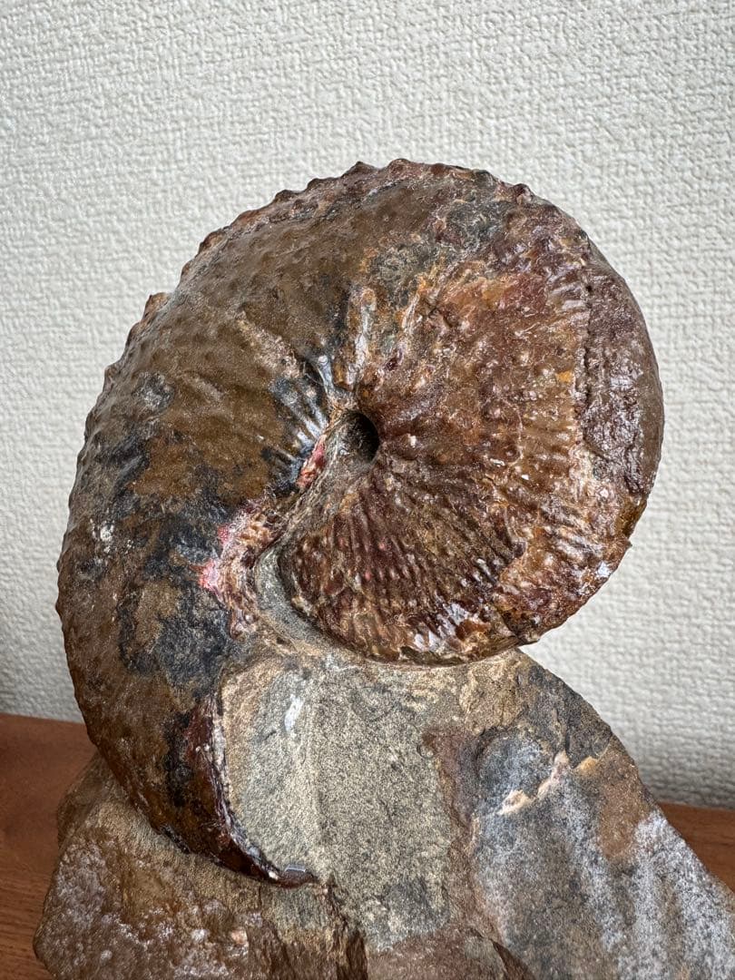 アンモナイト化石 約10cm アクリルスタンド付き