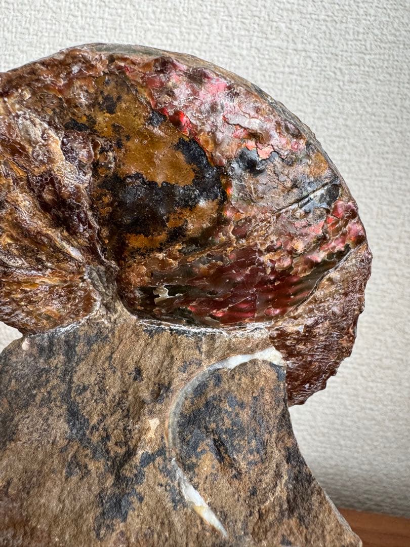 アンモナイト化石 約10cm アクリルスタンド付き