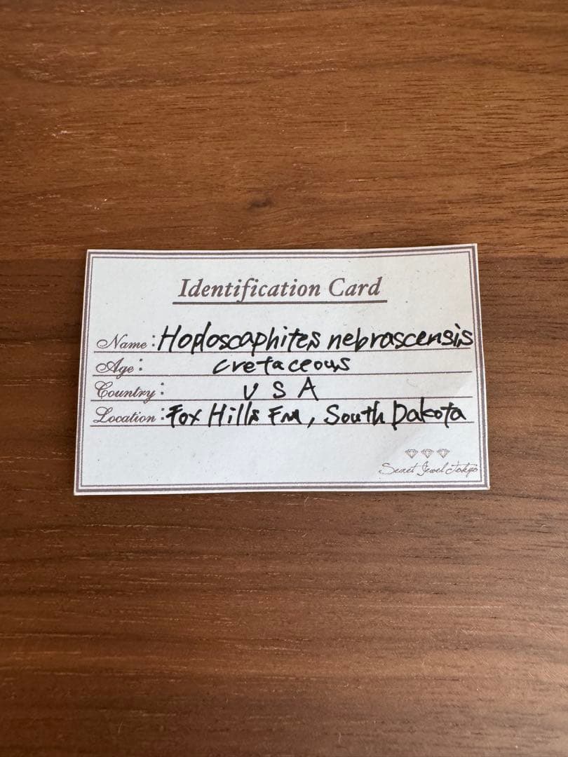 アンモナイト化石 約10cm アクリルスタンド付き