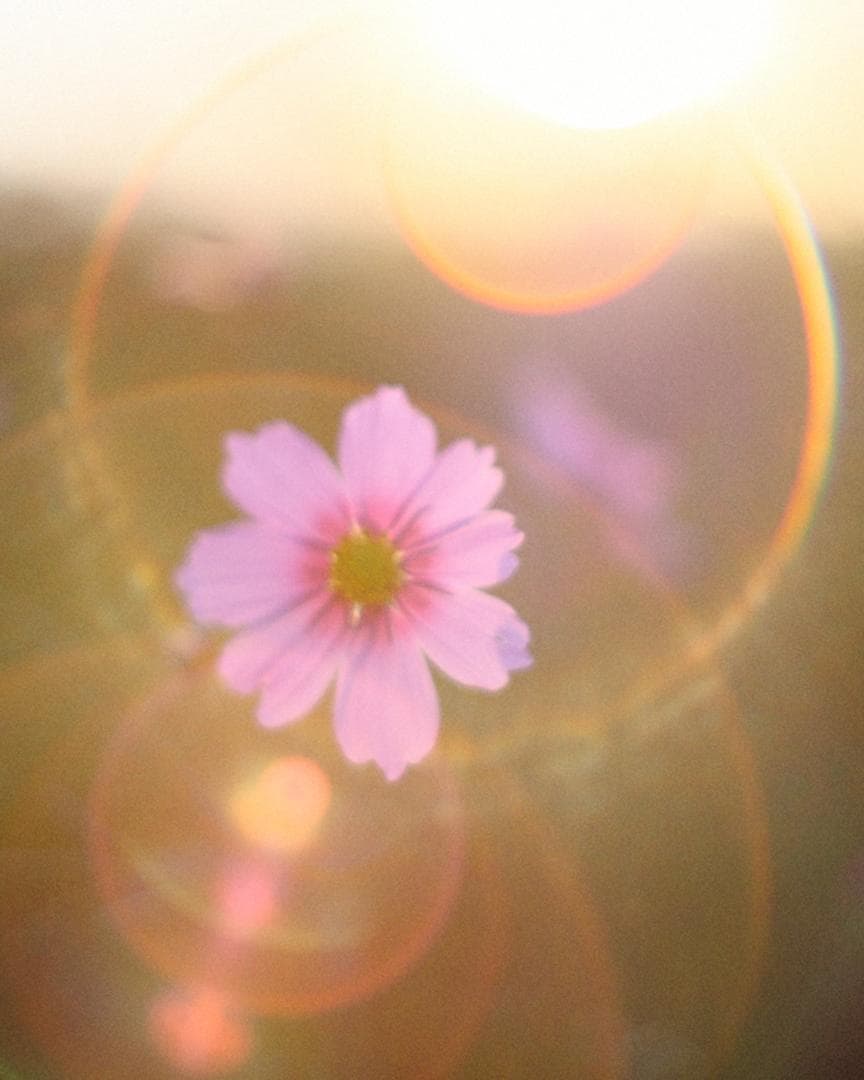 フレア等全て極上 後期型 Super-Takumar F1.8 55mm