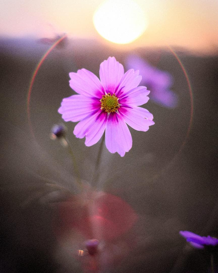 フレア等全て極上 後期型 Super-Takumar F1.8 55mm