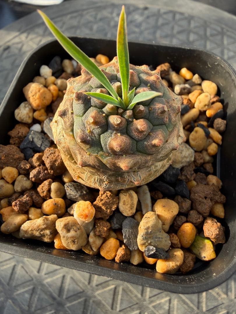 ユーフォルビアオベサ×鉄甲丸　#①