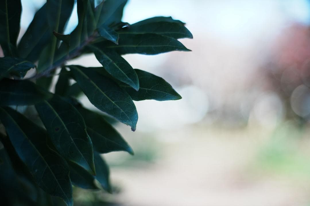 【整備＆テスト済】Nikon Ai-s Nikkor 50mm f1.8 801