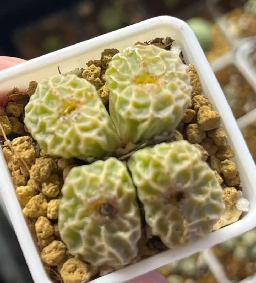 tetragonum DT7778 コノフィツム　テトラゴナム