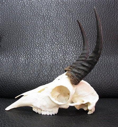 マウンテンリードバック　スカルホーン