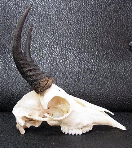 マウンテンリードバック　スカルホーン